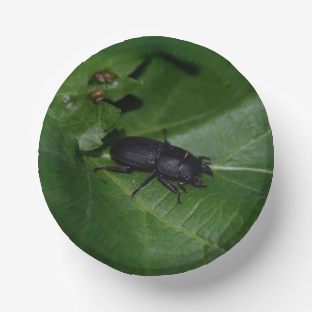Cuencos De Papel Dorcus parallelipipedus , el escarabajo de menor t (Anverso)