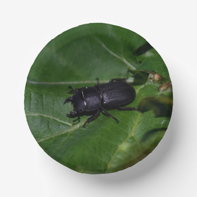 Cuencos De Papel Dorcus parallelipipedus , el escarabajo de menor t (Anverso)