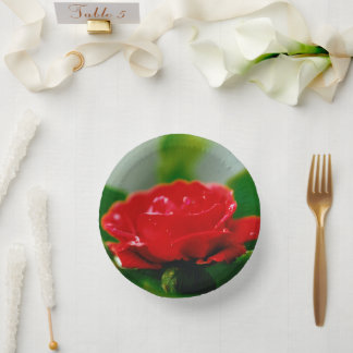 Cuencos De Papel Rosa Roja de la pasión cubierta de rocío