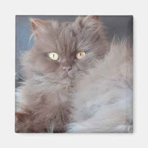 Cuerdo imán gato