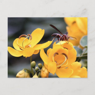 Cuerno En La Postales De Flor De Cassia Amarilla
