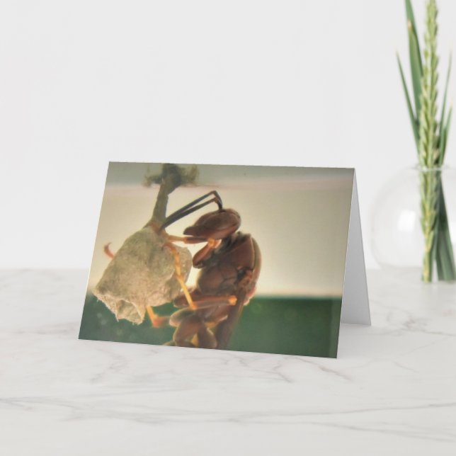 Cuerno, tarjeta (Anverso)