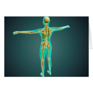 Cuerpo humano que muestra el sistema esquelético,