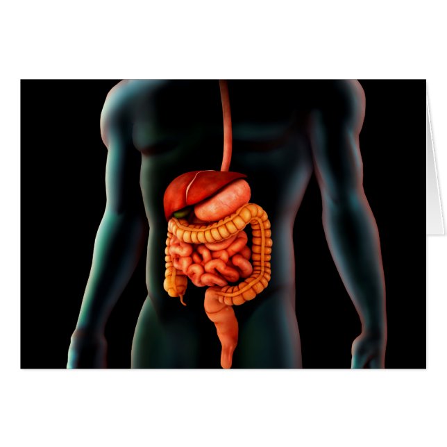 Cuerpo Humano Y Sistema Digestivo (Anverso (Horizontal))