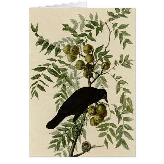 Cuervo americano (Frente)