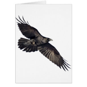 Cuervo del vuelo