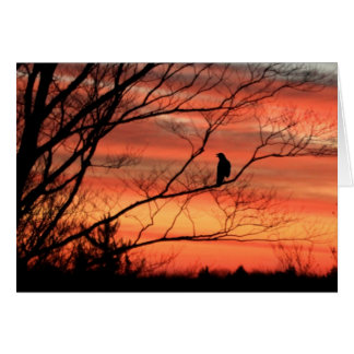 Cuervo llamada solitaria