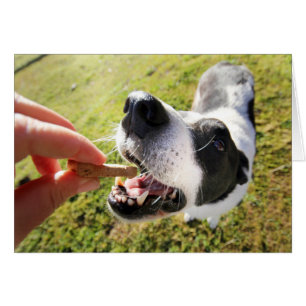 Cuidada Gracias Por La Tarjeta De Sitting De Masco