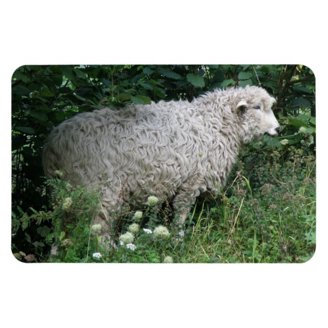 Cuidada Oveja Codiciosa Comer Imán Premium (Horizontal)
