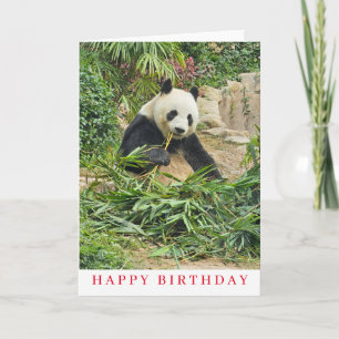 Cuidada panda comiendo tarjeta de cumpleaños
