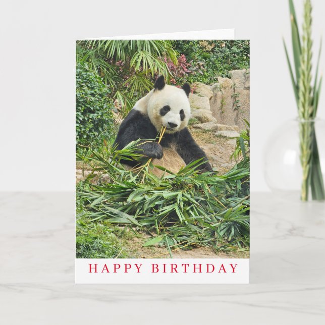 Cuidada panda comiendo tarjeta de cumpleaños (Anverso)