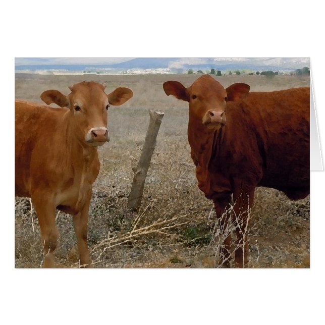 Cuidada Pareja Joven - Cuernos Altos de Vacas Roja (Anverso (Horizontal))