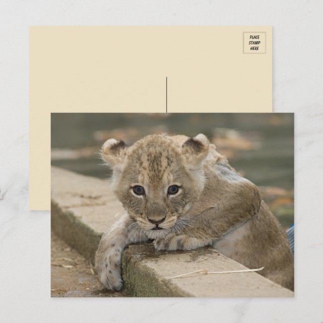Cuidada postal africana de la copa de león (Anverso / Reverso)