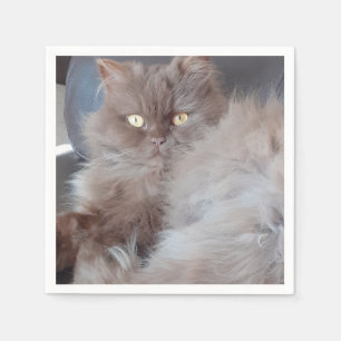 Cuidada servilleta de papel para gato