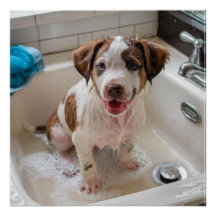 Cuidada Soapy Wet Puppy Bath Poster Wall Art