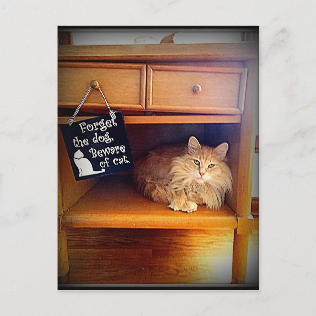 cuidado con la postal del gato (Anverso)