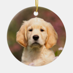 Cuidado Golden Retriever Dog Puppy hang Decoración
