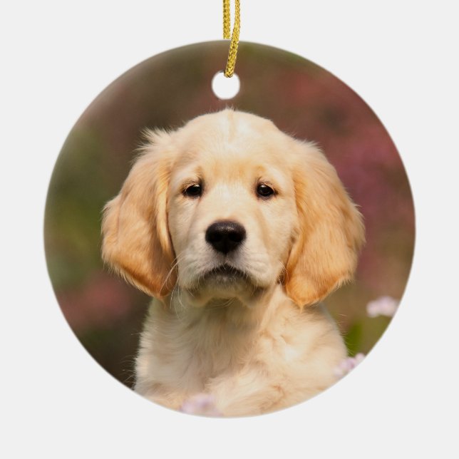 Cuidado Golden Retriever Dog Puppy hang Decoración (Frente)