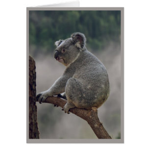 Cuidadosamente Koala Bear Animal Fun Cumpleaños