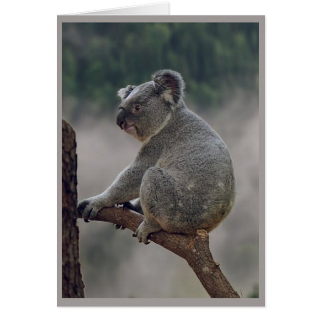 Cuidadosamente Koala Bear Animal Fun Cumpleaños (Frente)