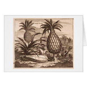 Cultivo de las piñas grandes, ilustracion de un