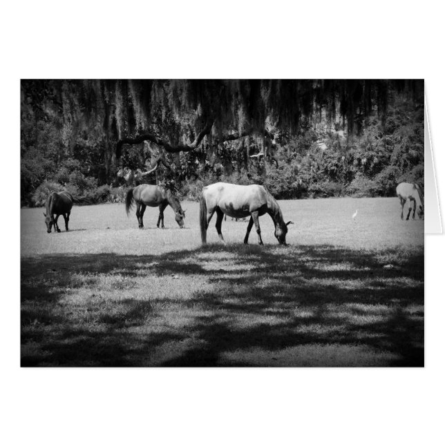 Cumberland en negro (Anverso (Horizontal))