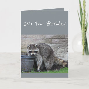 Cumpleaños cubo de mapache con tarjeta de humor di