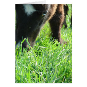 Cumpleaños de la Grasa de Comida