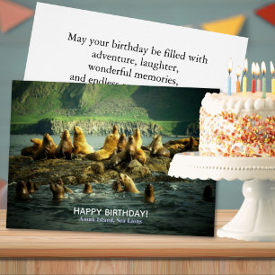 Cumpleaños de los Leones Marinos de la Isla Amak