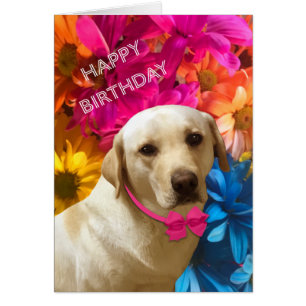 Cumpleaños feliz, Mascota, perro, flor de labrador