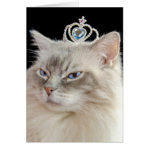 Cumpleaños Gato Ragdoll con corona de joyas
