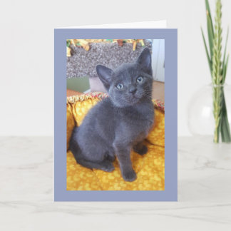 Cumpleaños gris del gatito o toda la tarjeta de la