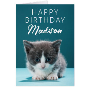 Cumpleaños   Little Kitten