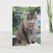 Cumpleaños. Tarjeta con hermosa imagen de gato.