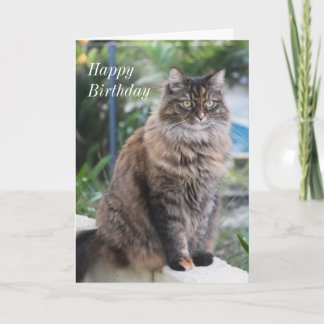 Cumpleaños. Tarjeta con hermosa imagen de gato.
