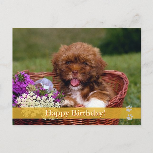 Cumpleaños! - tarjeta postal para perros (Anverso)