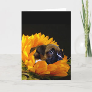 Cúmulo de boxer en tarjeta de saludo de girasol