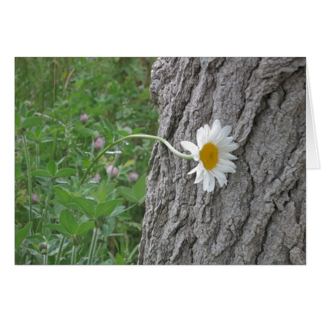 Curiosa Daisy (Anverso (Horizontal))