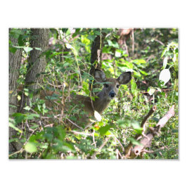 Curiosa foto de ciervo blanco