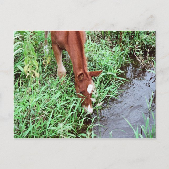 Curiosa Postal (Anverso)