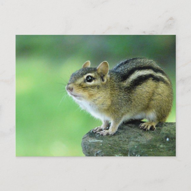 Curiosa postal de Chipmunk (Anverso)