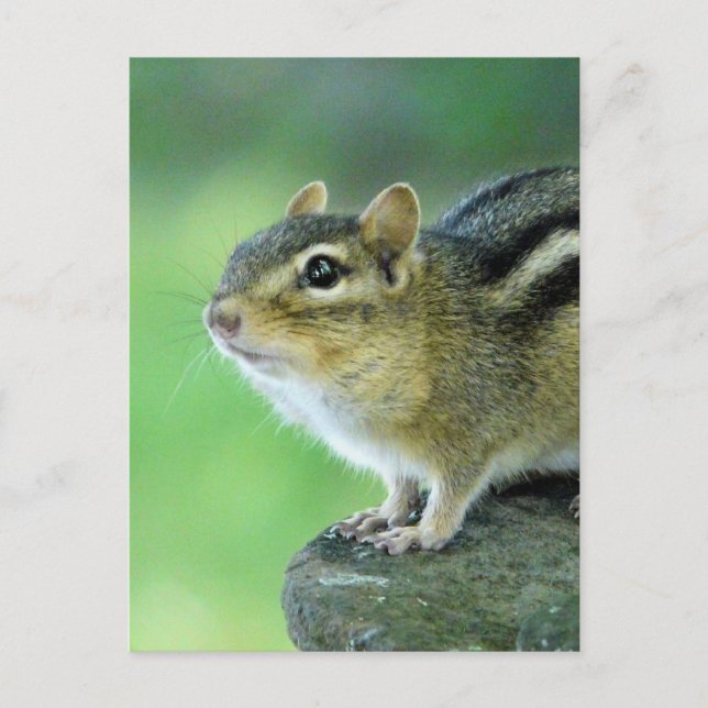 Curiosa postal de Chipmunk (Anverso)