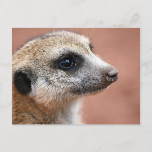Curiosa postal de Meerkat