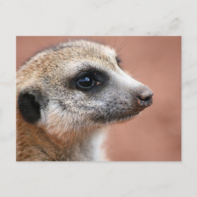 Curiosa postal de Meerkat (Anverso)