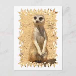 Curiosa postal de Meerkat