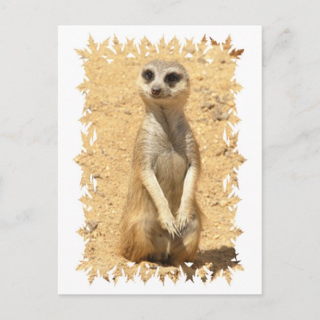 Curiosa postal de Meerkat (Anverso)