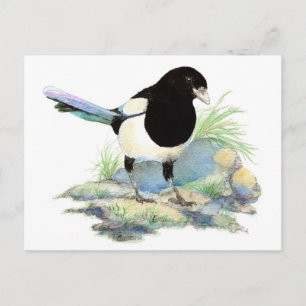 Curiosa postal magpie