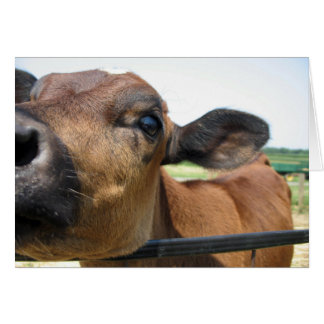 Curiosa tarjeta de vaca