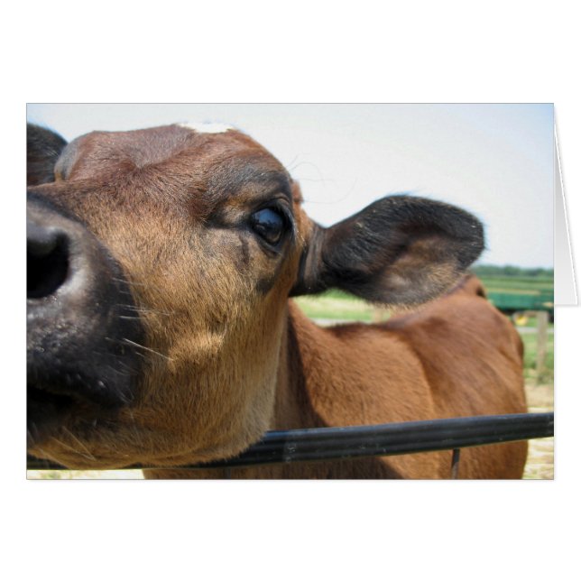 Curiosa tarjeta de vaca (Anverso (Horizontal))