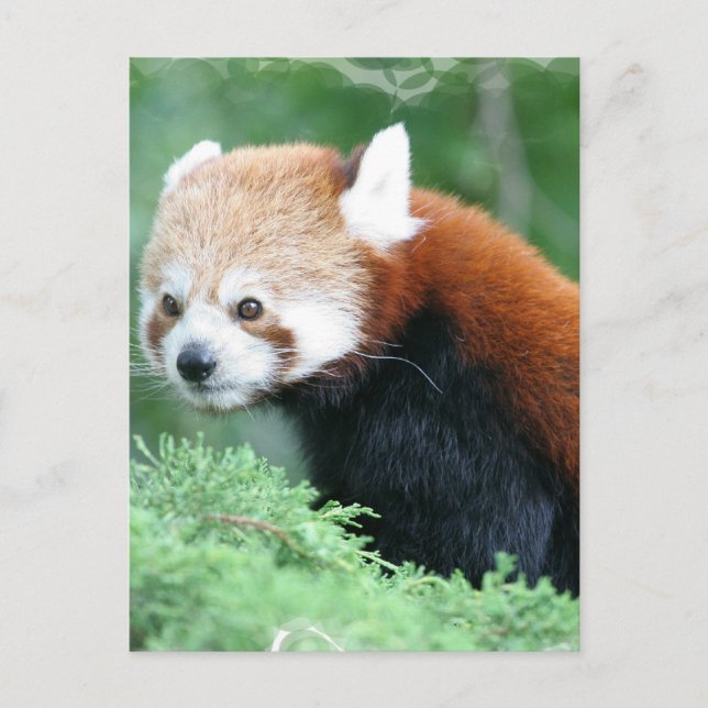 Curiosa tarjeta postal de Panda Roja (Anverso)